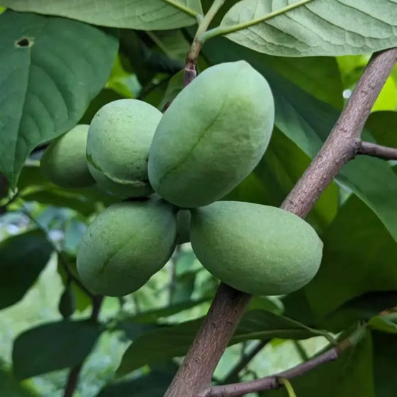 Paw Paw Pawpaw Tree Seeds