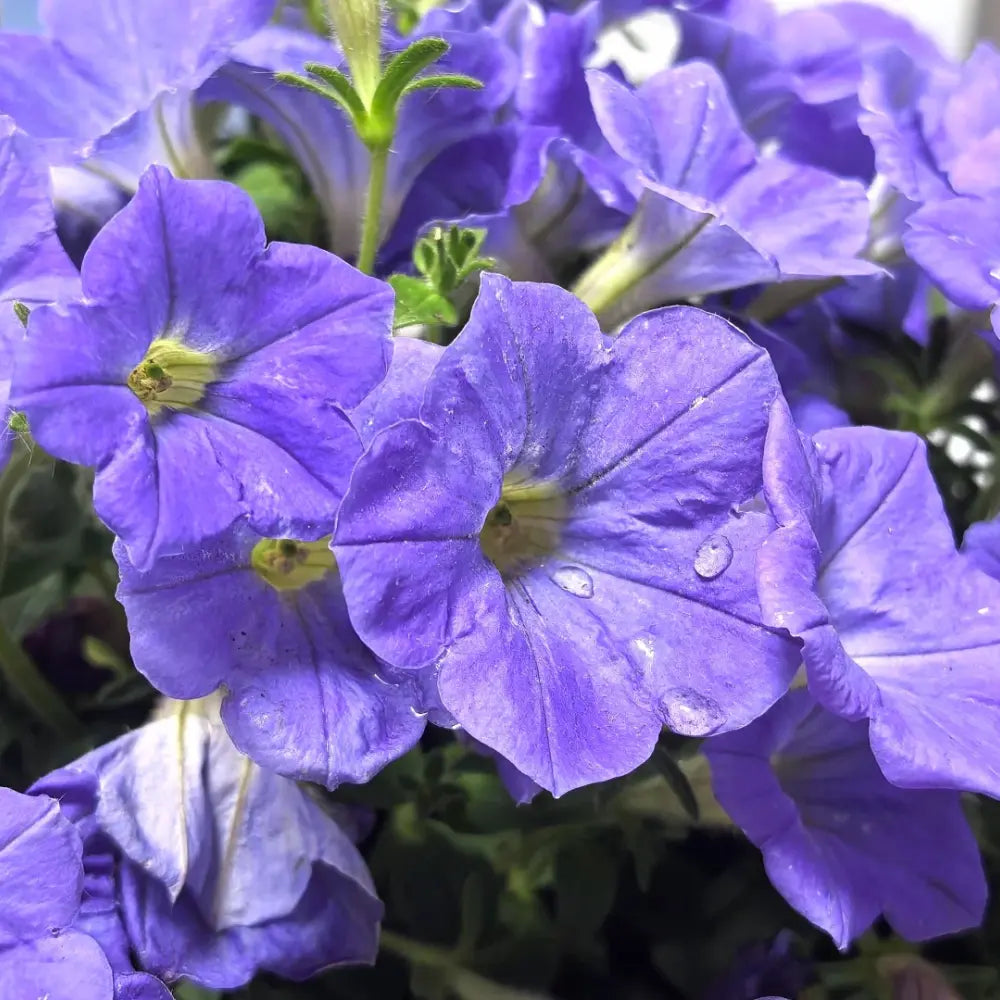 Petunia Seeds #7