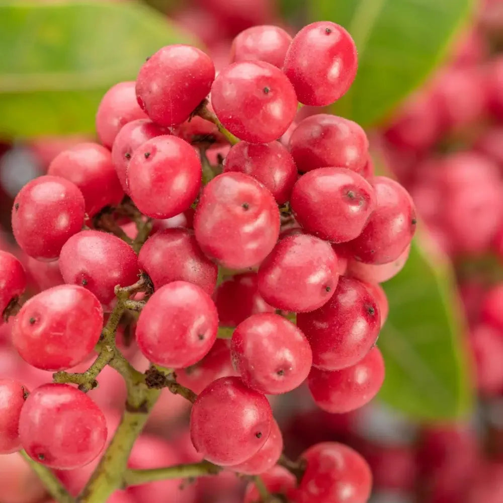 Pink Pepper Seeds #2