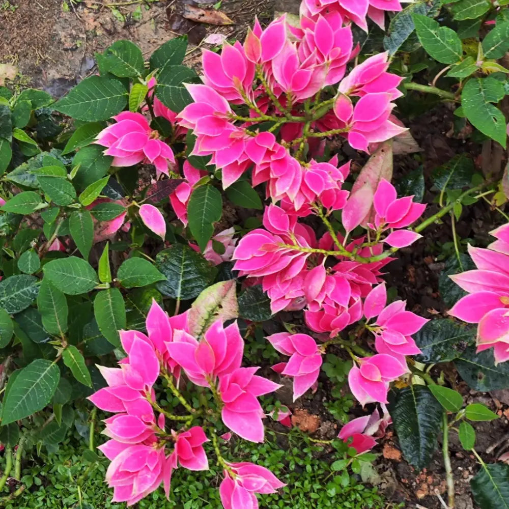 Pink Poinsettia Seeds #1