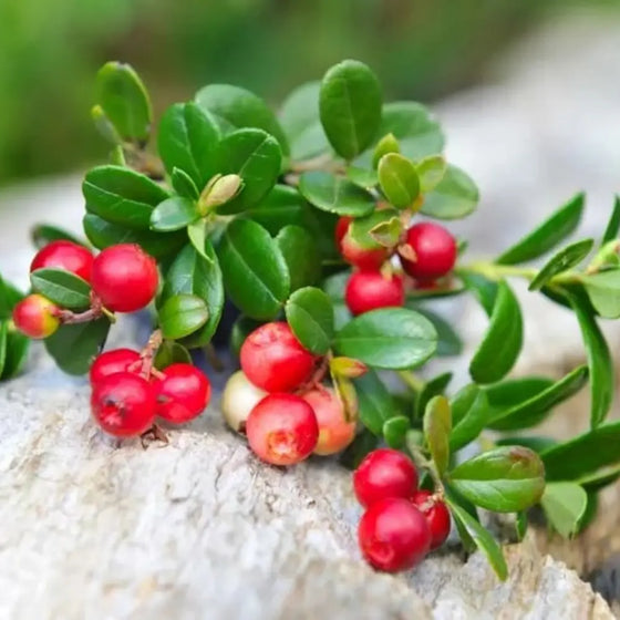 Red Huckleberry Plant Seeds