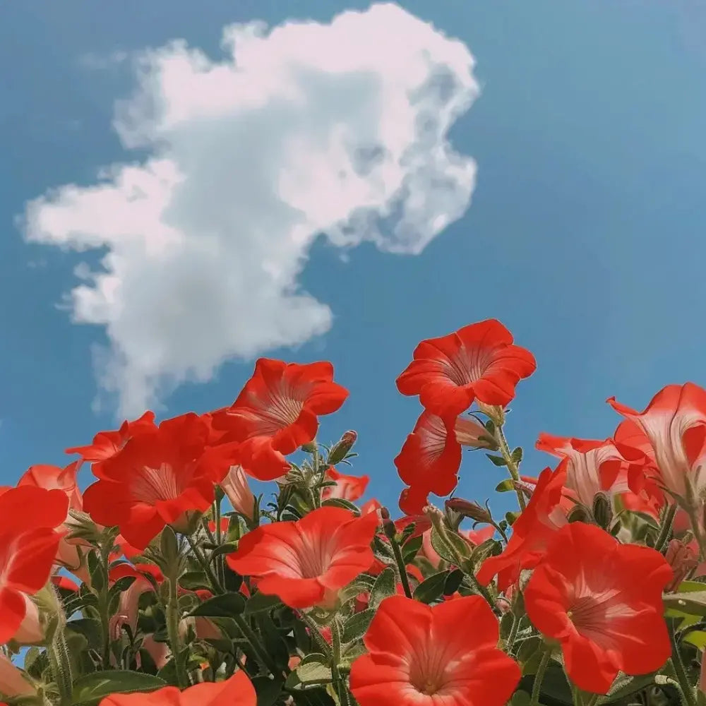 Easy Wave Velour Annual Spreading Red Petunia Seeds