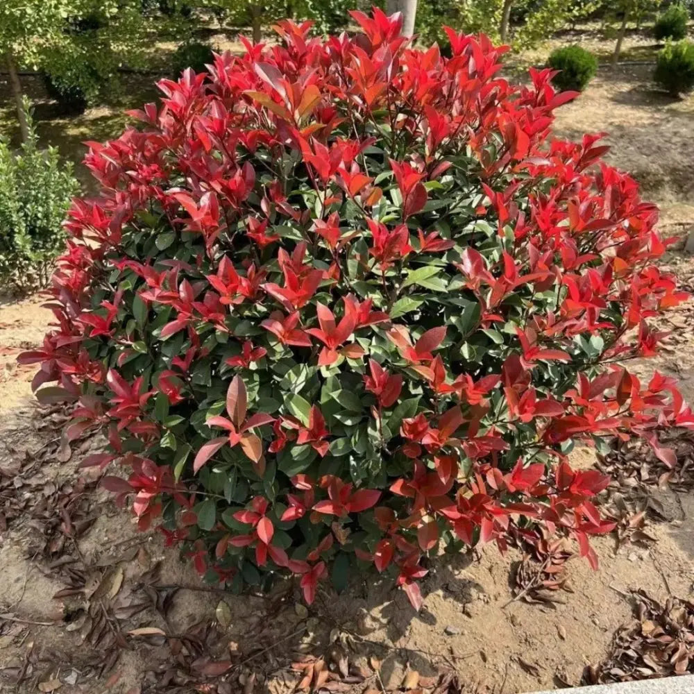 Robin Heather Tree Red Tip Photinia Seeds