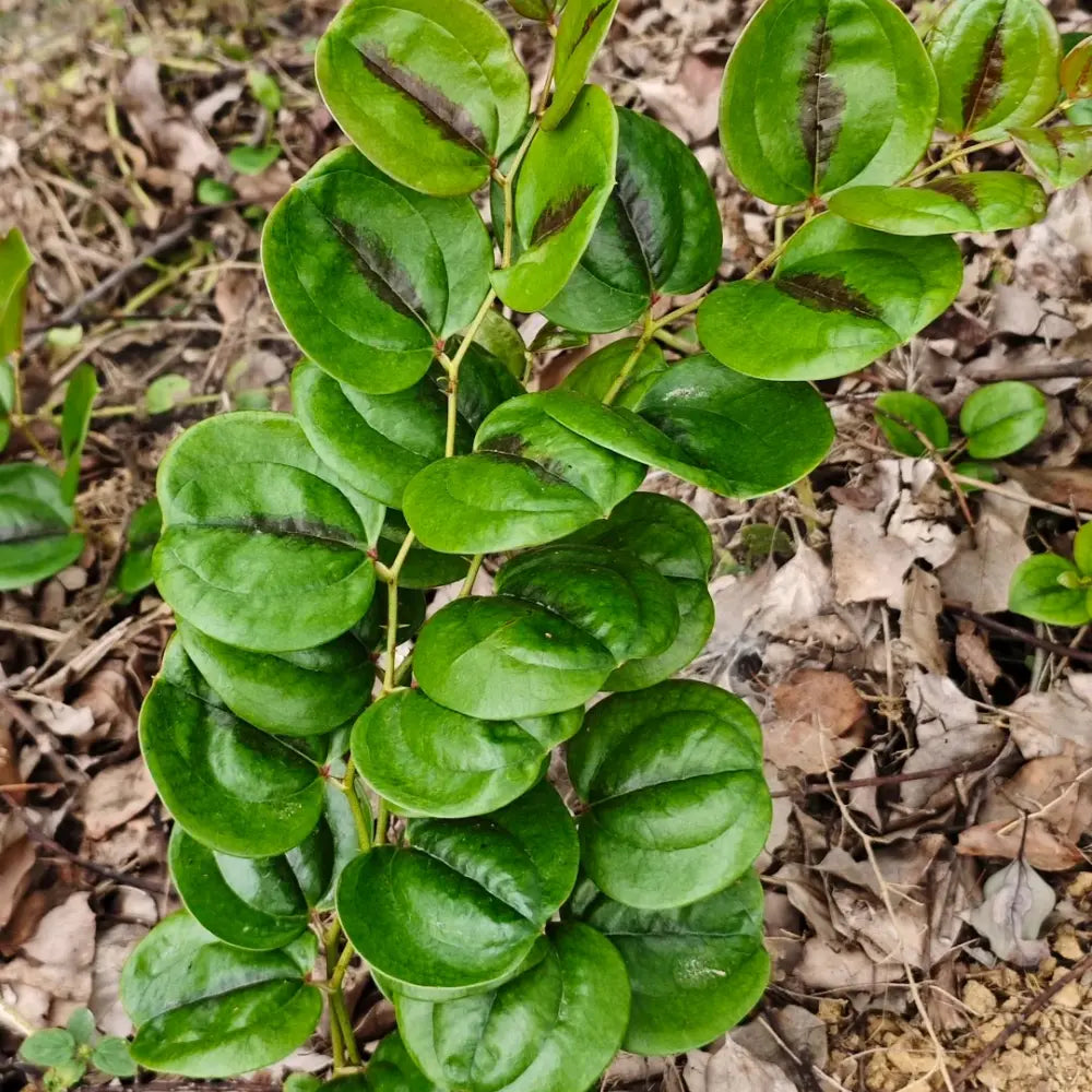 Nostrana Sarsaparilla Seeds