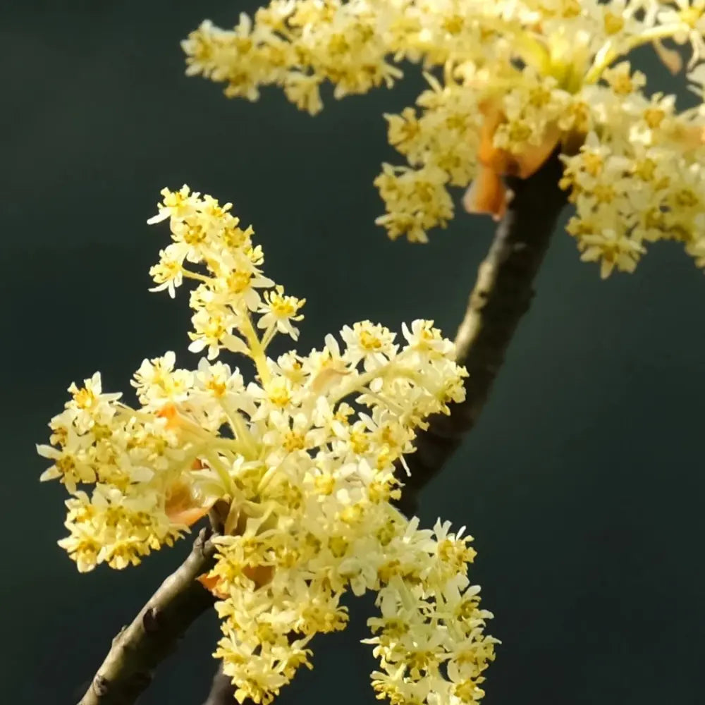 Fragrant Albidum Sassafras Tree Seeds