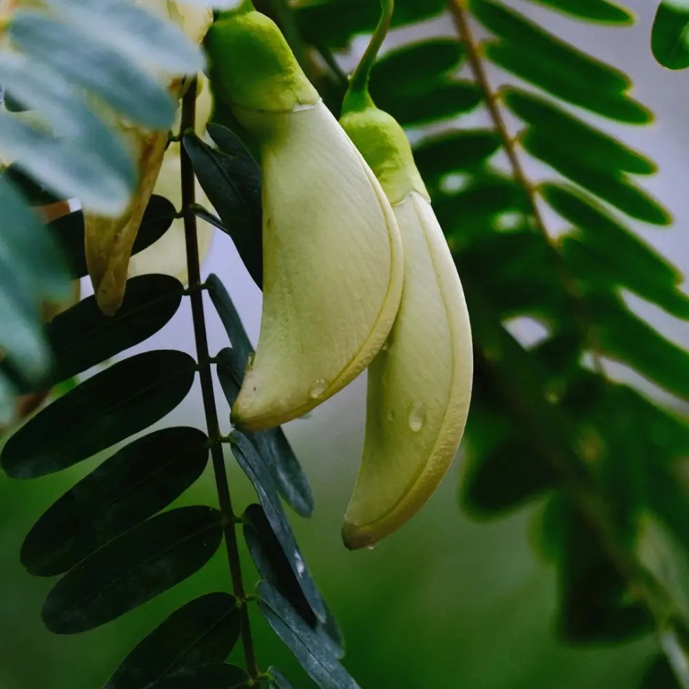 Sesbania Grandiflora Tree Seeds #2