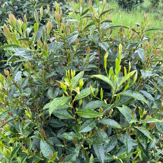 Tea Tree Seeds