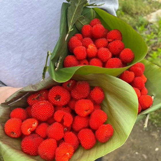 Thimbleberry Seeds #1