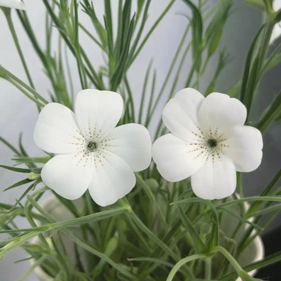 White Corncockle Seeds