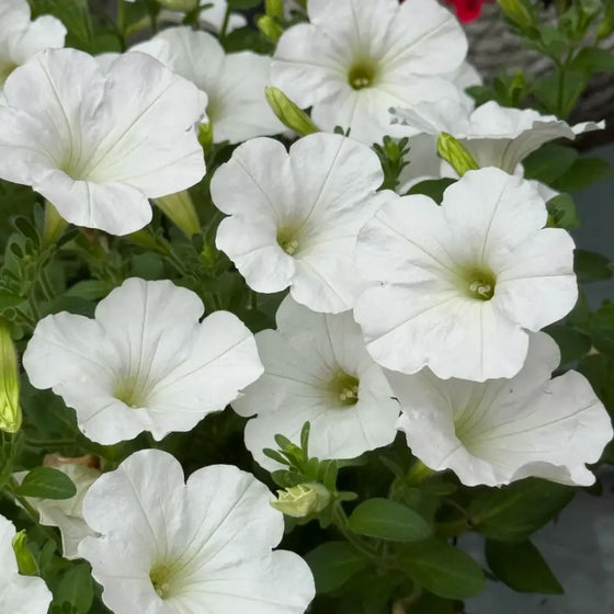 Easy Wave Annual Spreading Low White Petunia Seeds