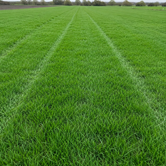 Athena Grass Seed