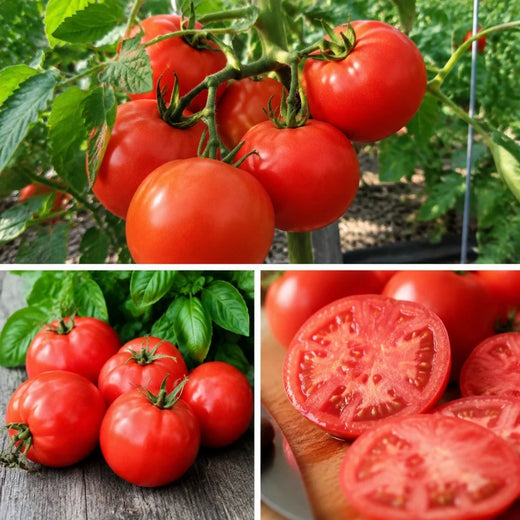 Tomato Seeds