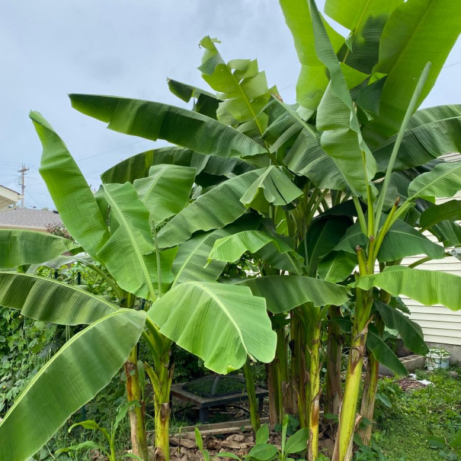 Snow Banana Seeds #2