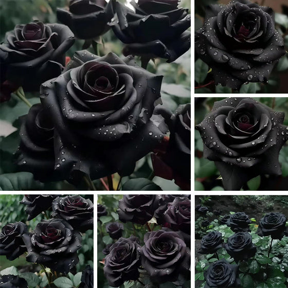 Black Rose Seeds #1
