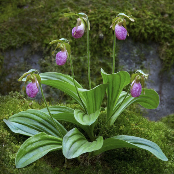 Pink Lady's Slipper Seeds #3