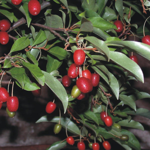 Elaeagnus Multiflora Goumi Berry Seeds