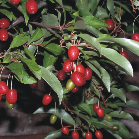 Elaeagnus Multiflora Goumi Berry Seeds