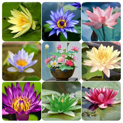 Lotus Seeds