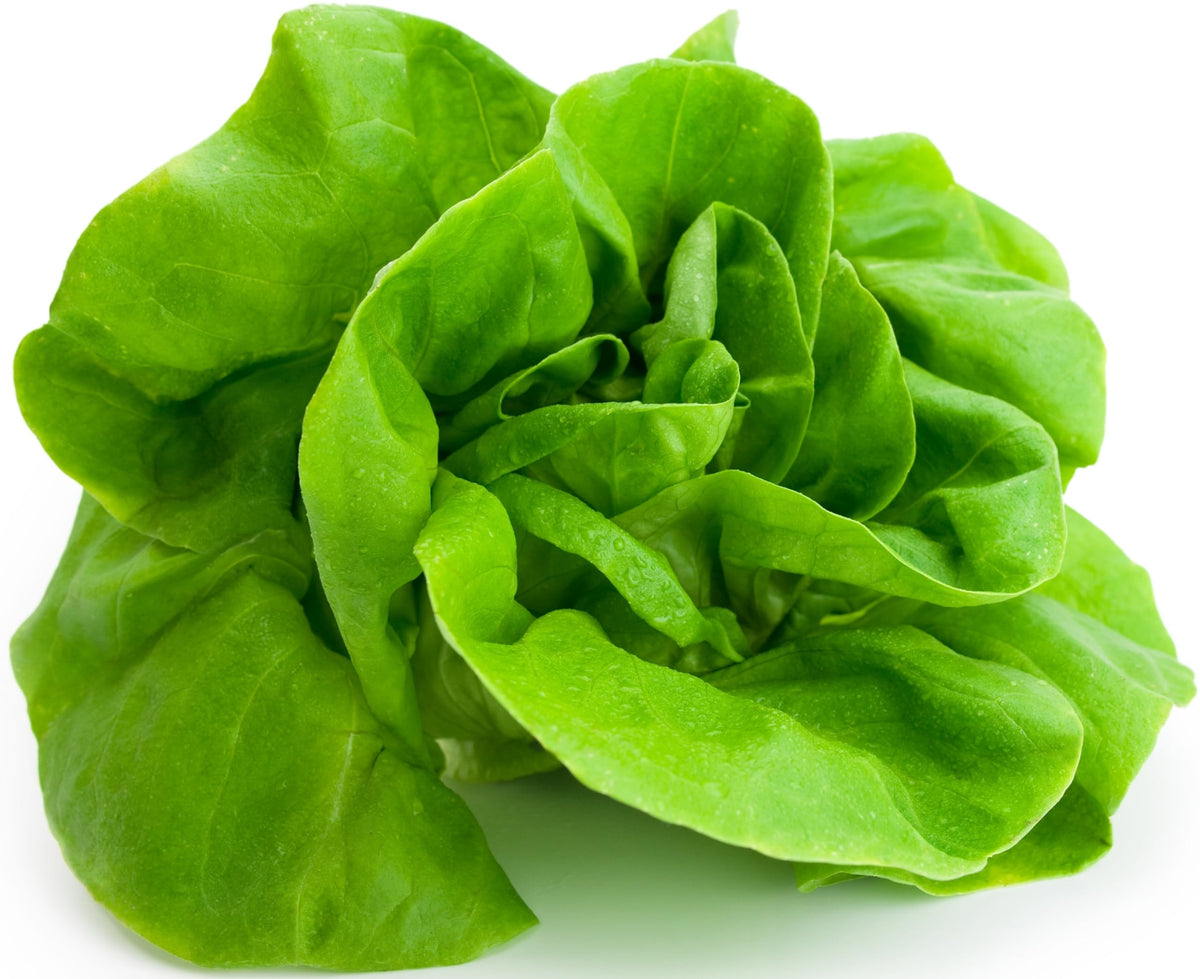 Crisp Fast Growing Lettuce Seeds