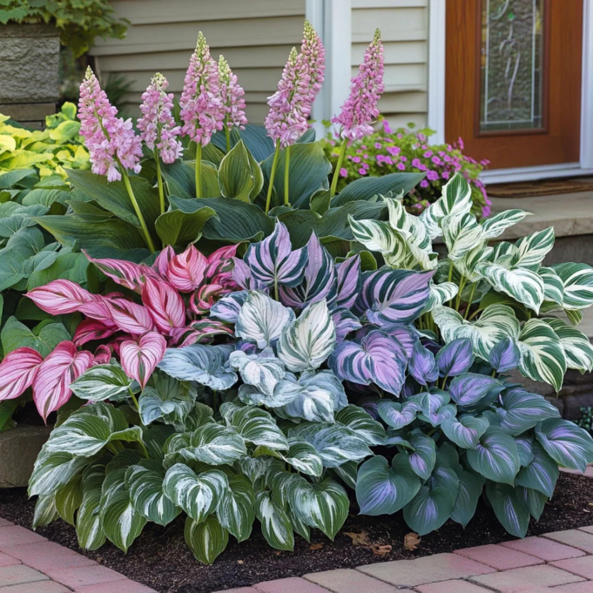 Hosta Seeds - Mixed #1