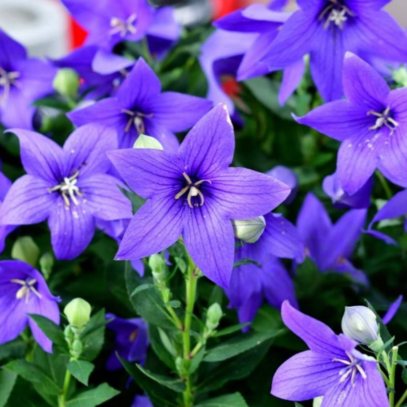 Balloon Flower Seeds #1