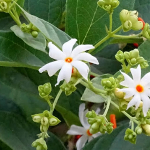Nyctanthes Arbor Tristis Night Flowering Jasmine Seeds
