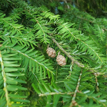 Tree Eastern Hemlock Seeds