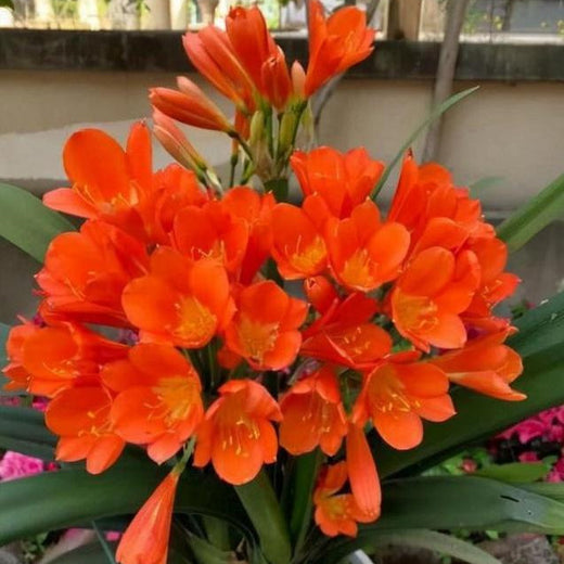 Clivia Kaffir Lily Flower Seeds